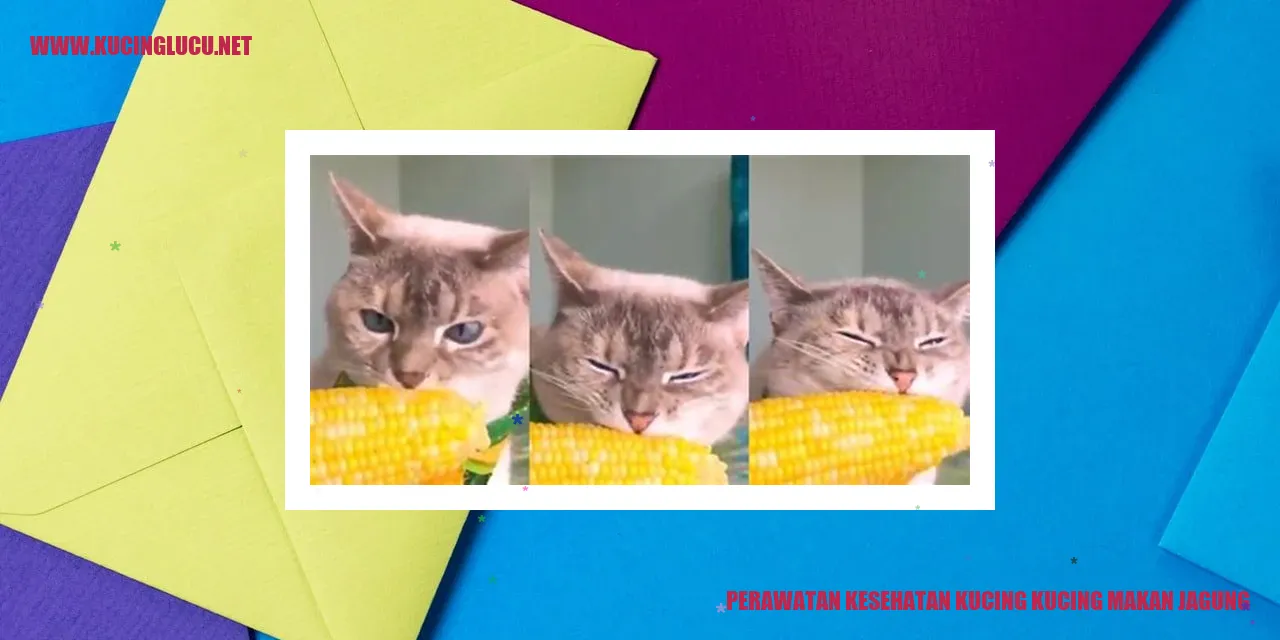 Perawatan Kesehatan Kucing yang Makan Jagung