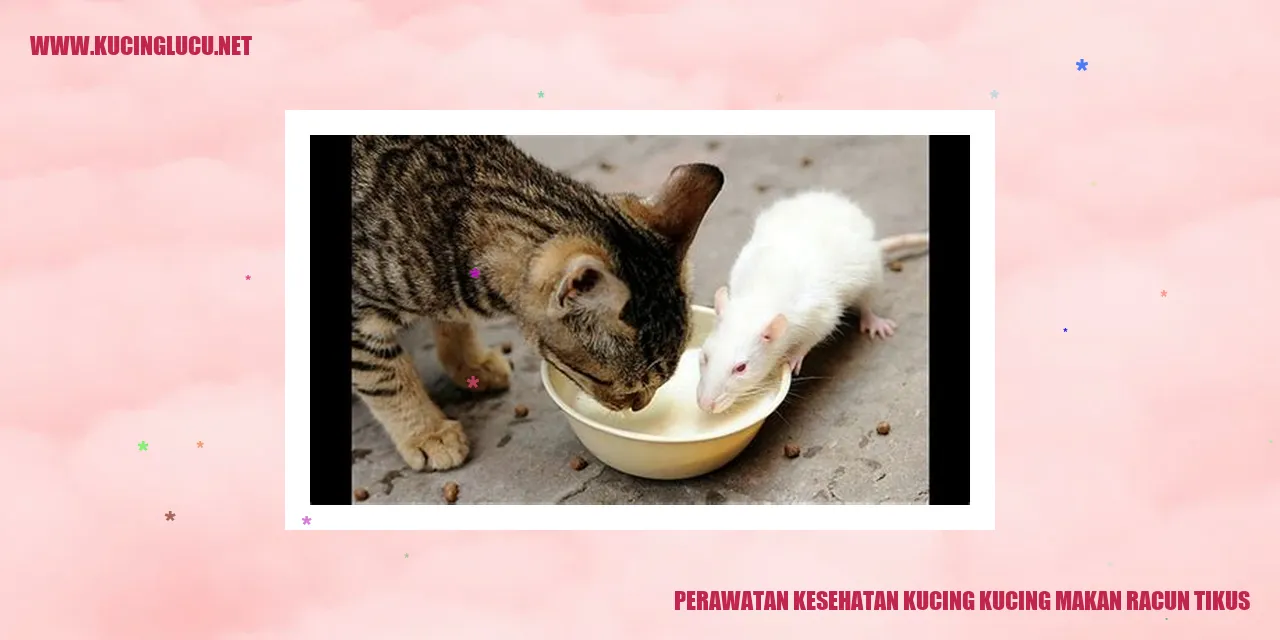 Kucing yang Memakan Racun Tikus