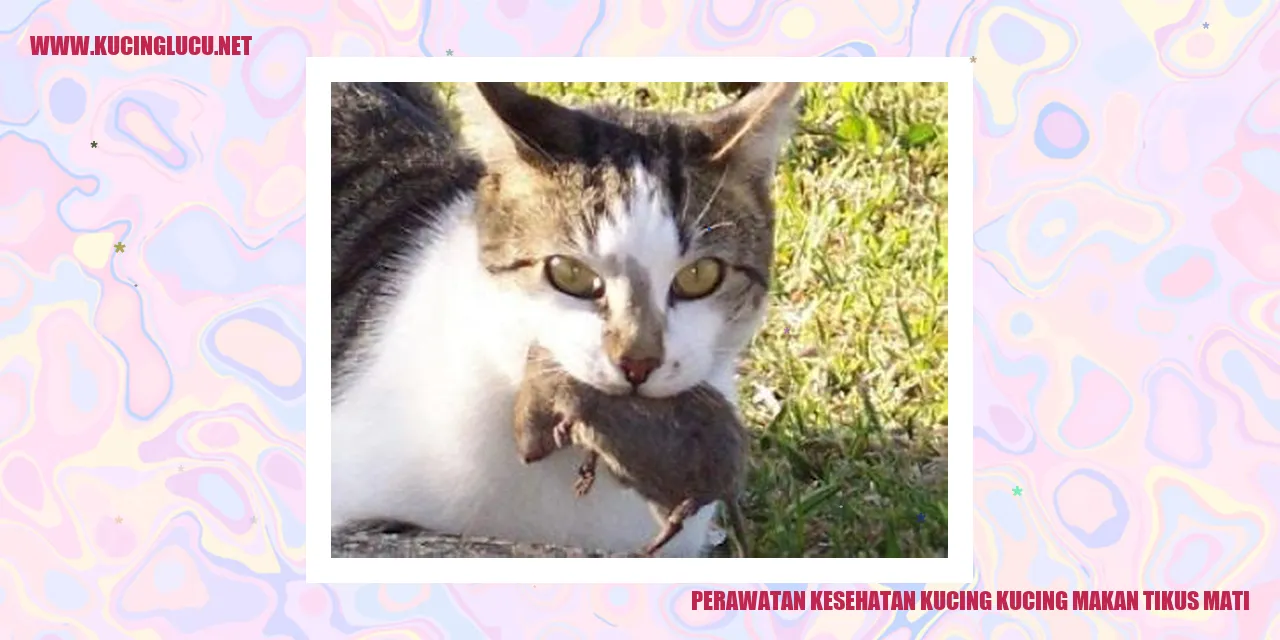 Gambar Kucing yang Sehat dan Ceria