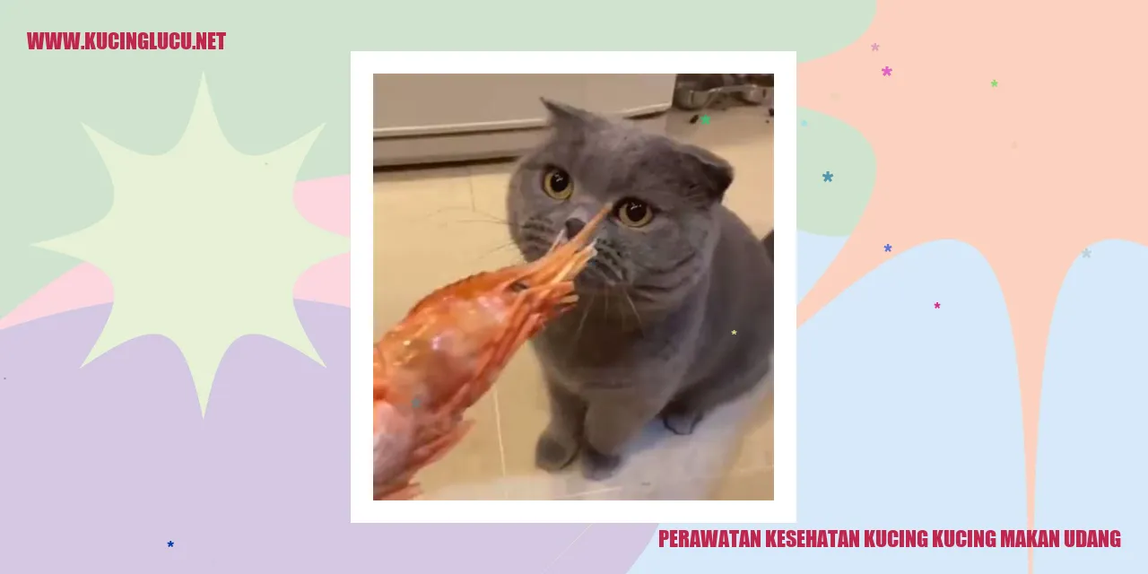 Kucing Makan Udang