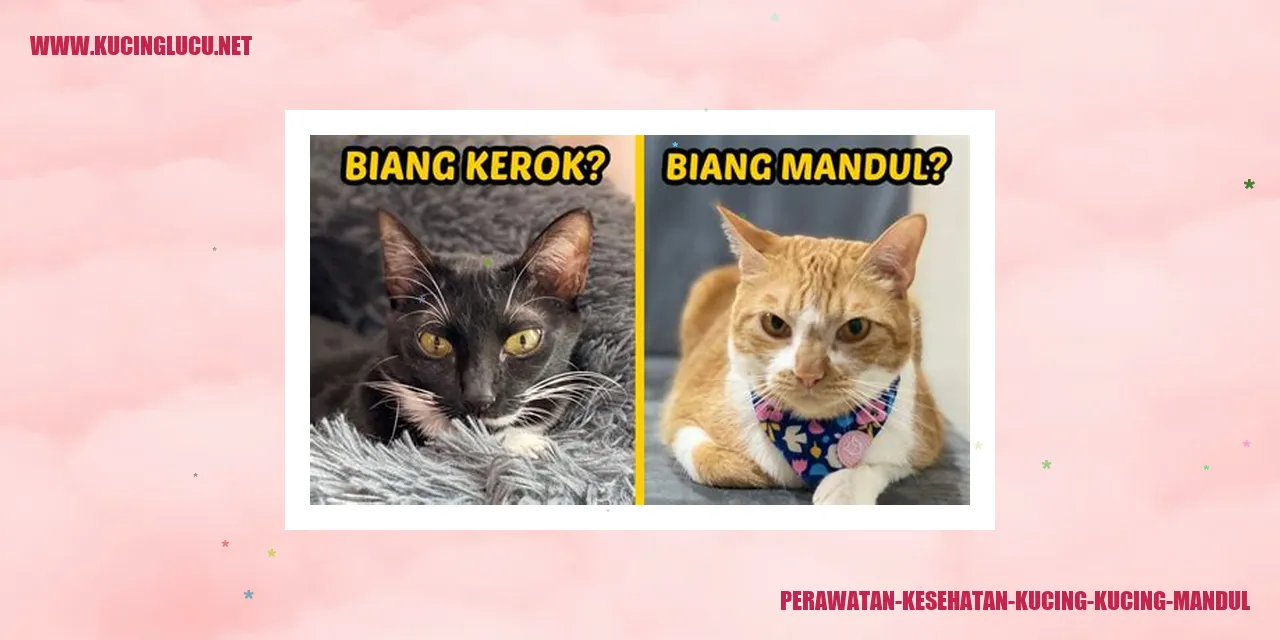 Perawatan Kesehatan Kucing Mandul