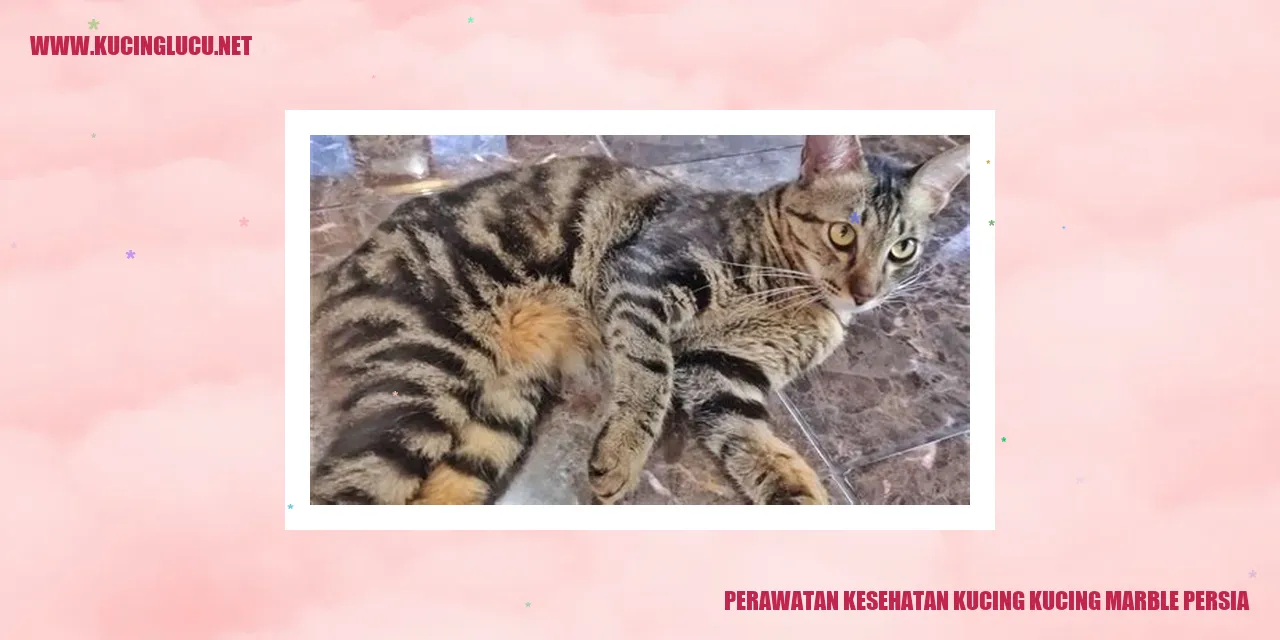 Perawatan Kesehatan Kucing marble persia