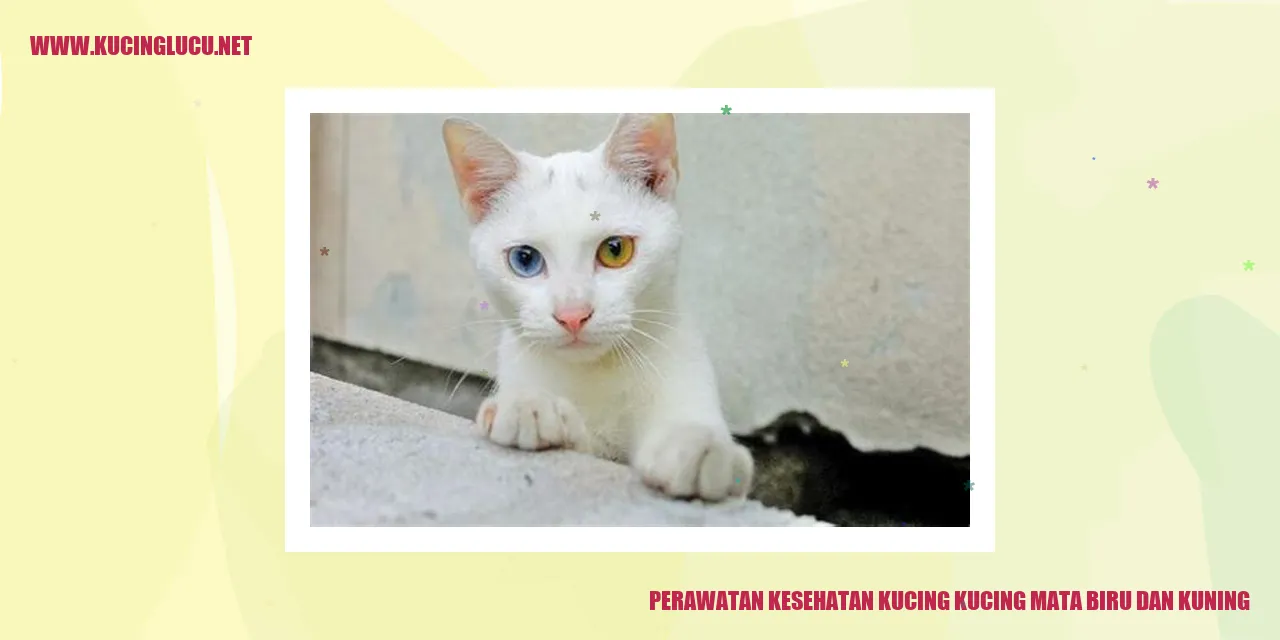 Kucing Mata Biru dan Kuning