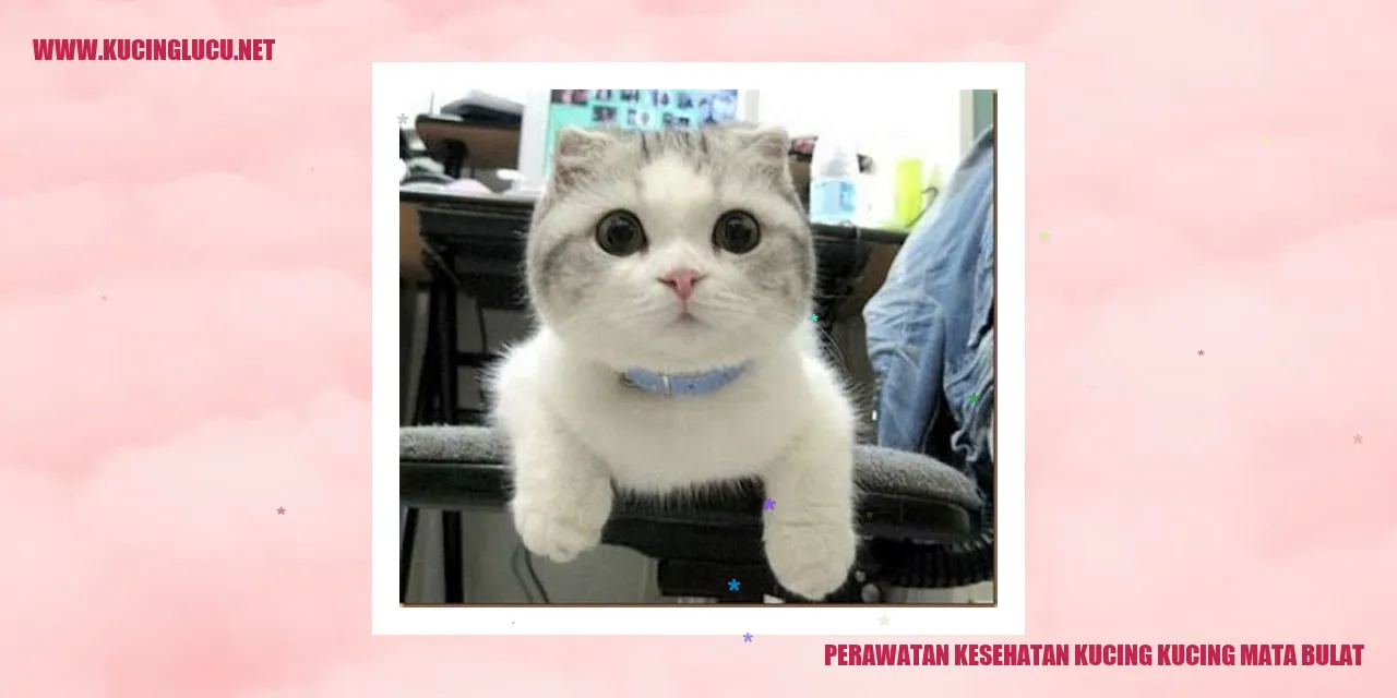 Perawatan Kesehatan Kucing dengan Mata Bulat