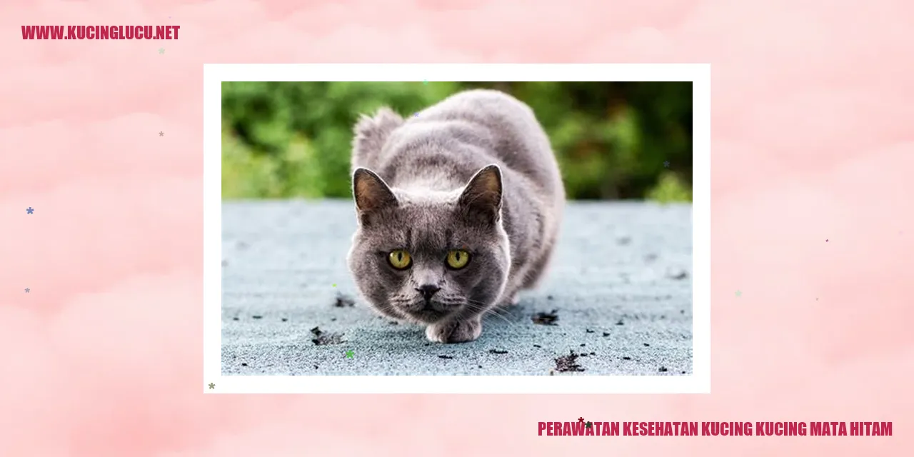Perawatan Kesehatan Kucing dengan Mata Hitam
