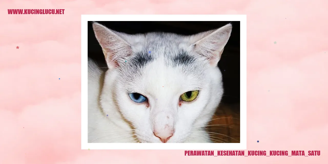 Kucing dengan Mata Satu
