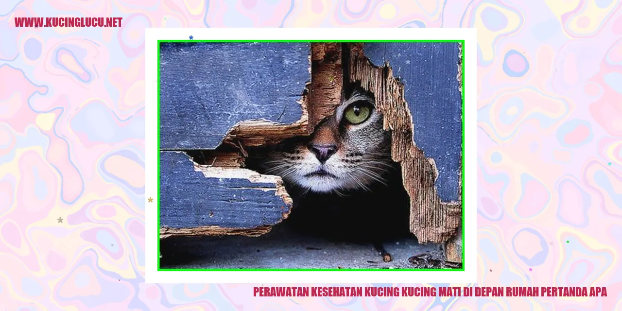 Perawatan Kesehatan Kucing kucing mati di depan rumah pertanda apa