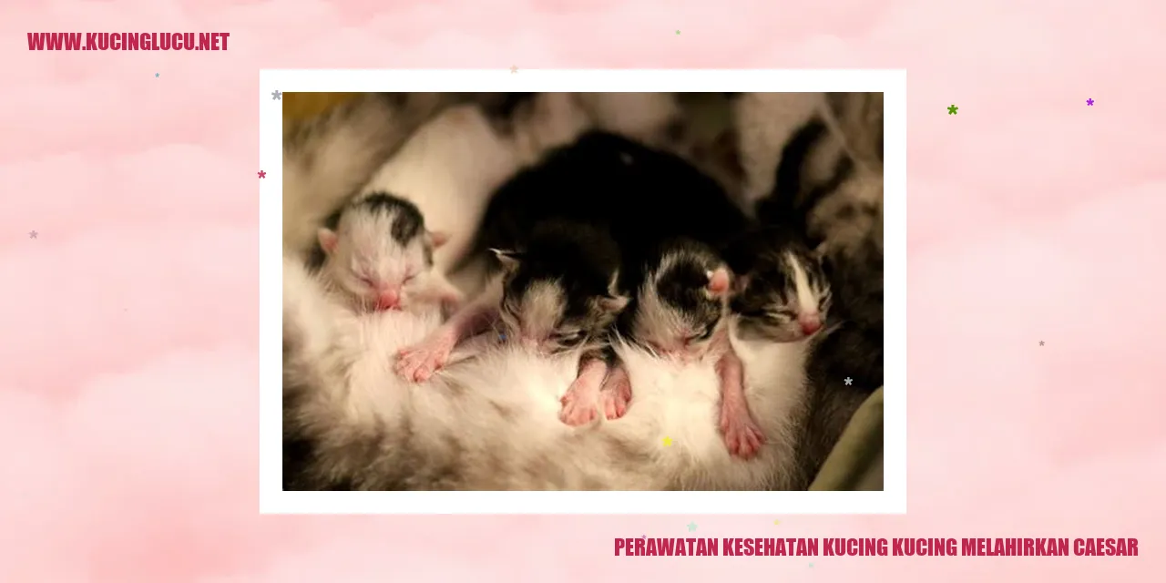 Kucing melahirkan caesar