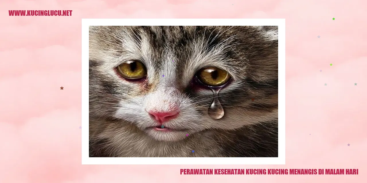 Gambar Kucing