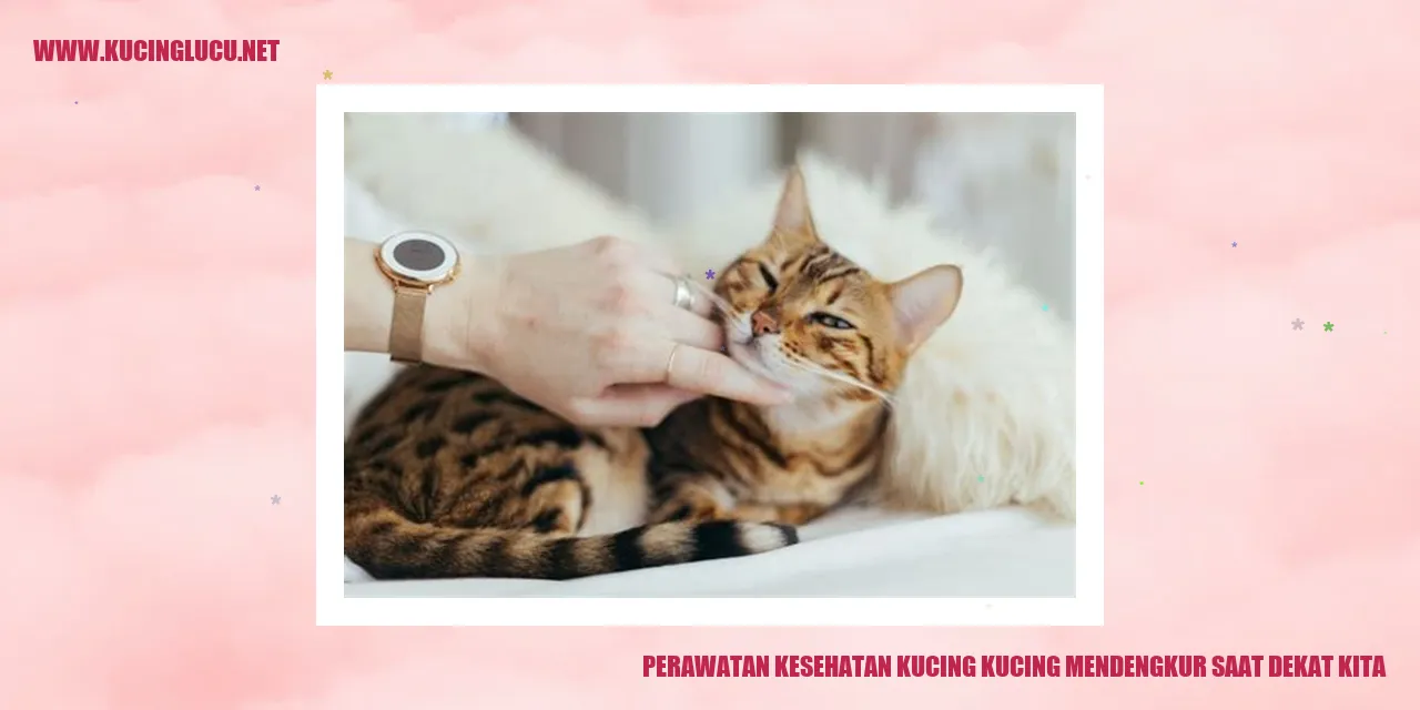 Gambar Kucing Mendengkur