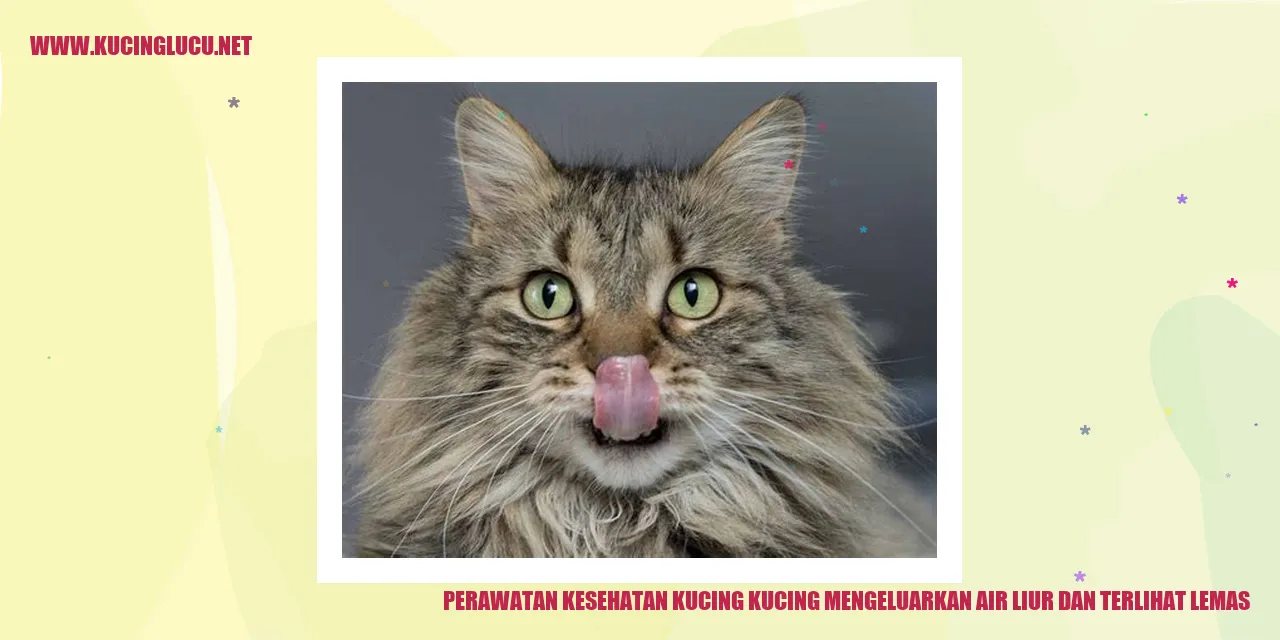 Gambar Kucing