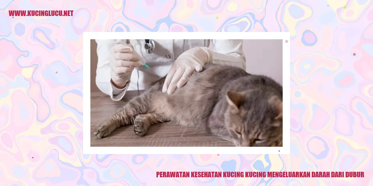 Kucing Mengeluarkan Darah dari Dubur