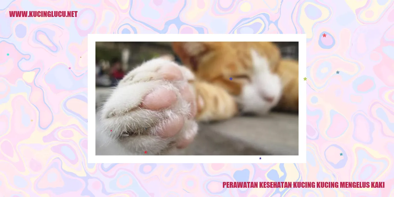 Gambar Kucing Mengeluskan Kaki