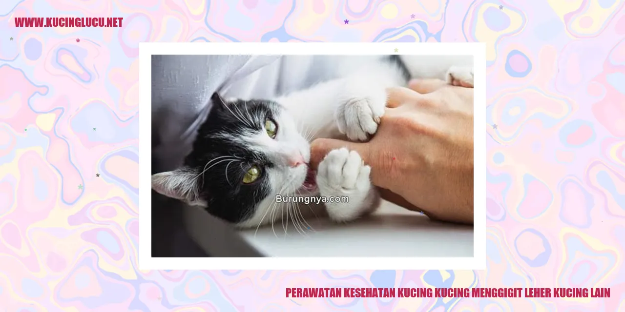 Gambar Kucing Menggigit Leher Kucing Lain