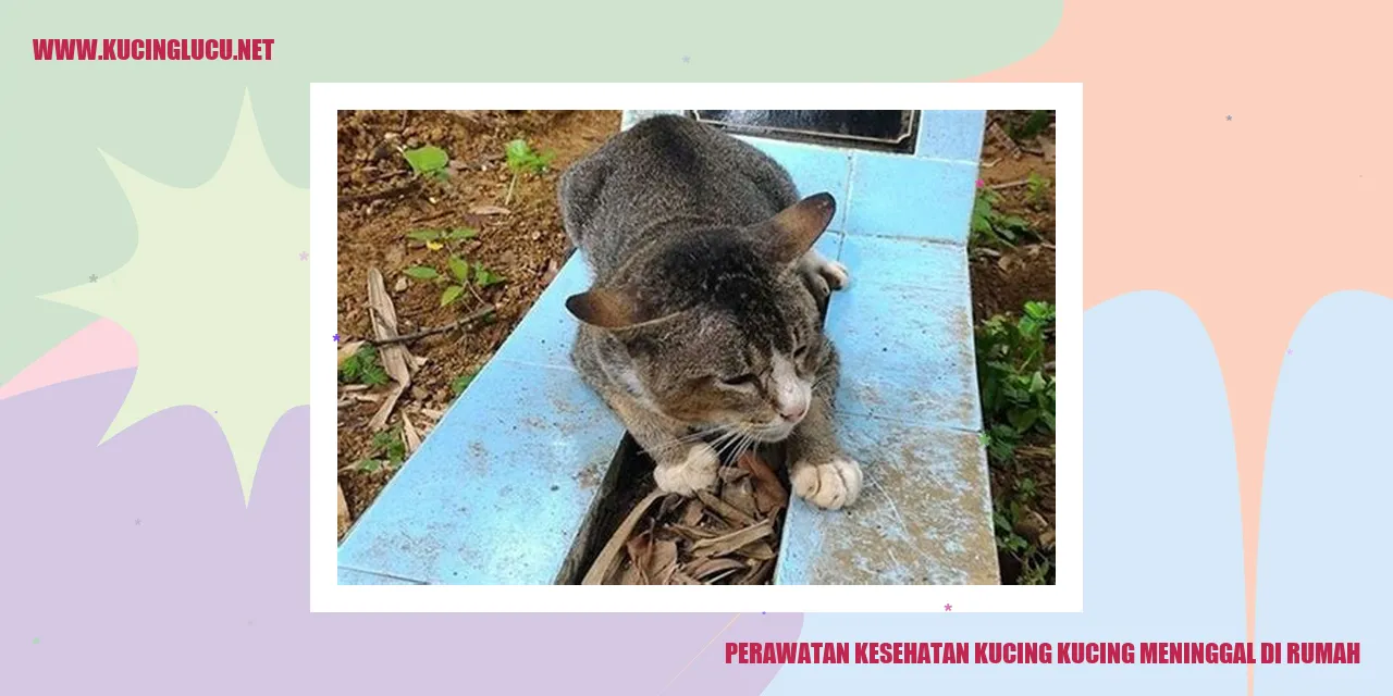 Gambar Kucing