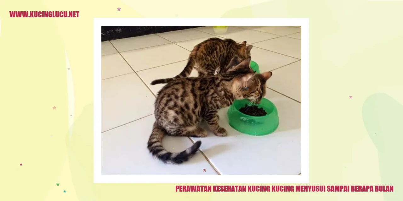 gambar kucing sedang menyusui