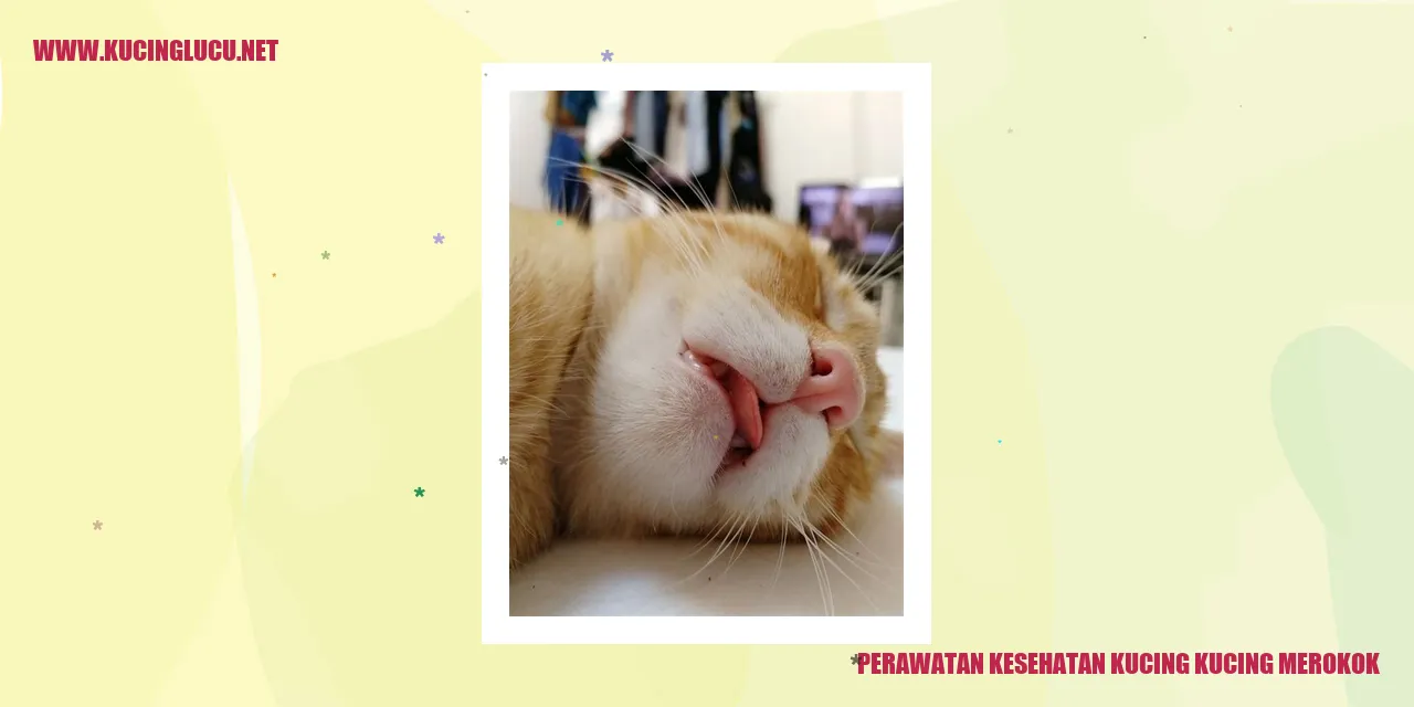 Perawatan Kesehatan Kucing