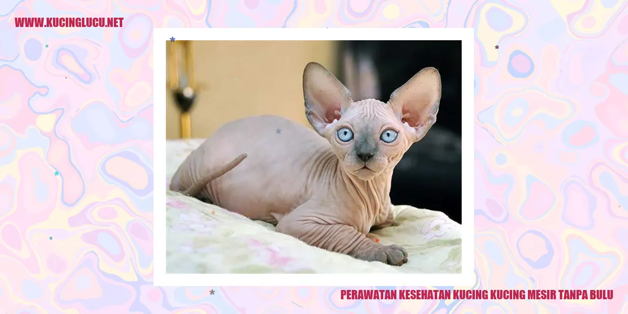 Perawatan Kesehatan Kucing Mesir Tanpa Bulu