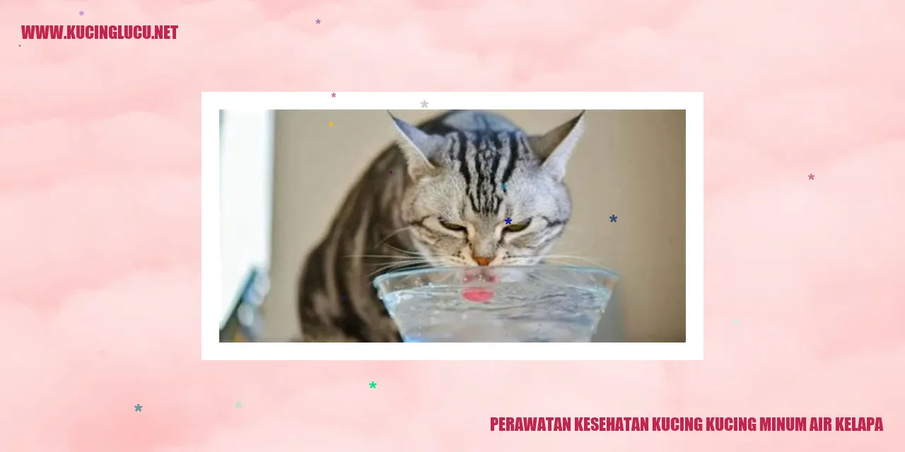 Gambar kucing minum air kelapa