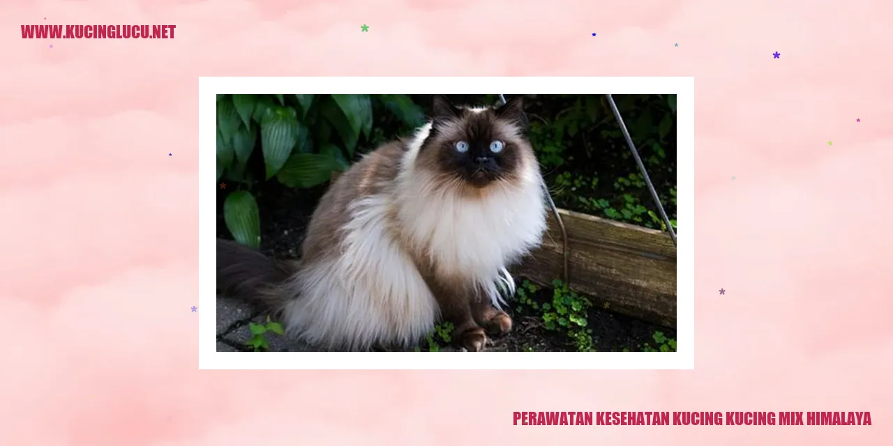 Perawatan Kesehatan Kucing kucing mix himalaya