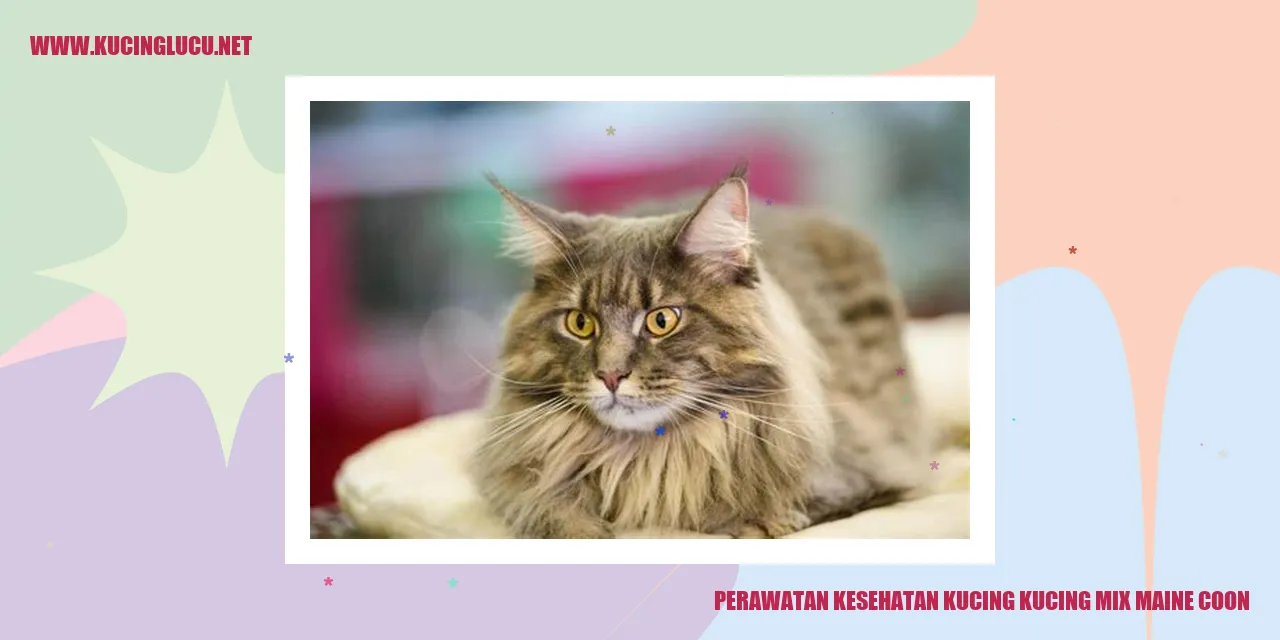 Gambar kucing mix maine coon