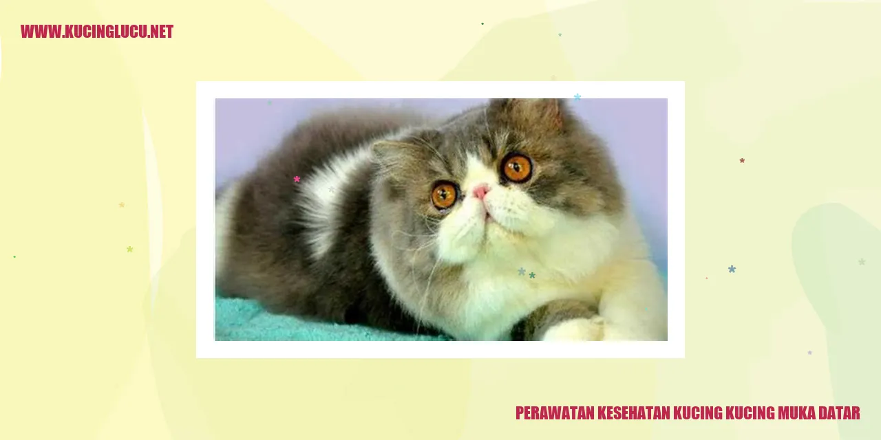 Kucing dengan Muka Datar