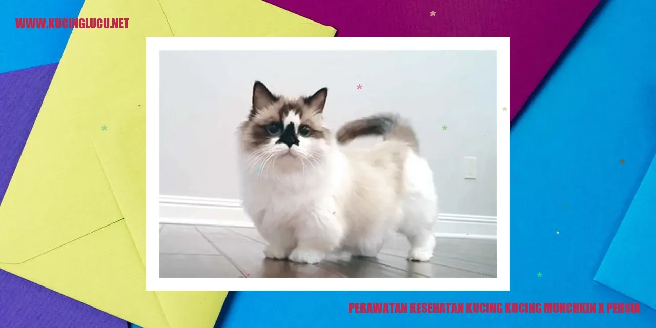 Perawatan Kesehatan Kucing Munchkin x Persia