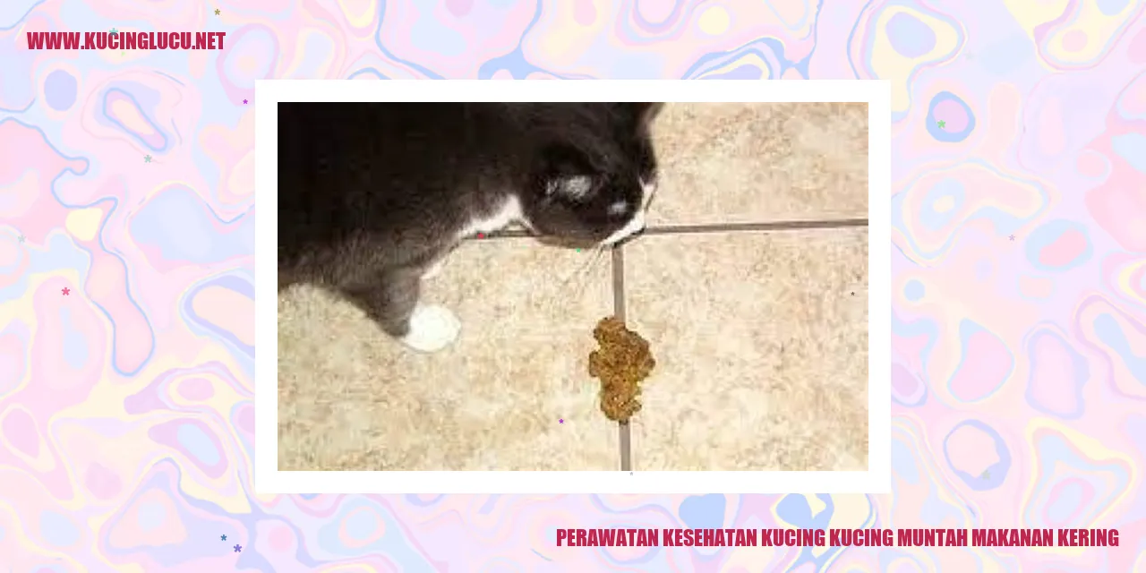 gambar kucing muntah makanan kering