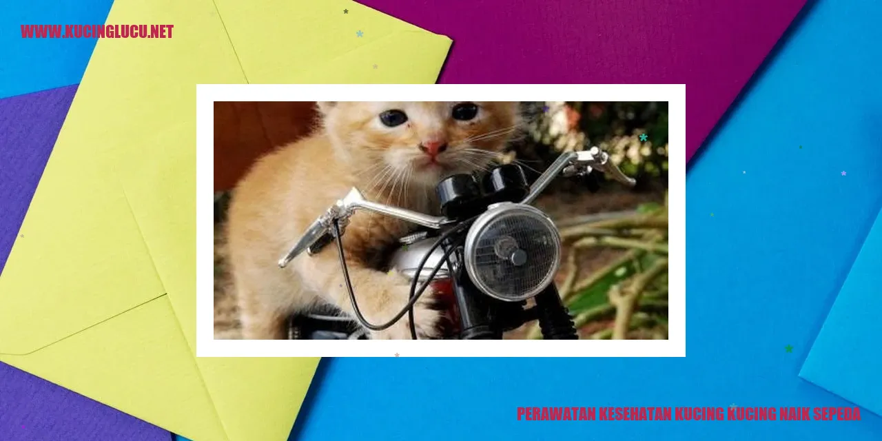 gambar kucing naik sepeda
