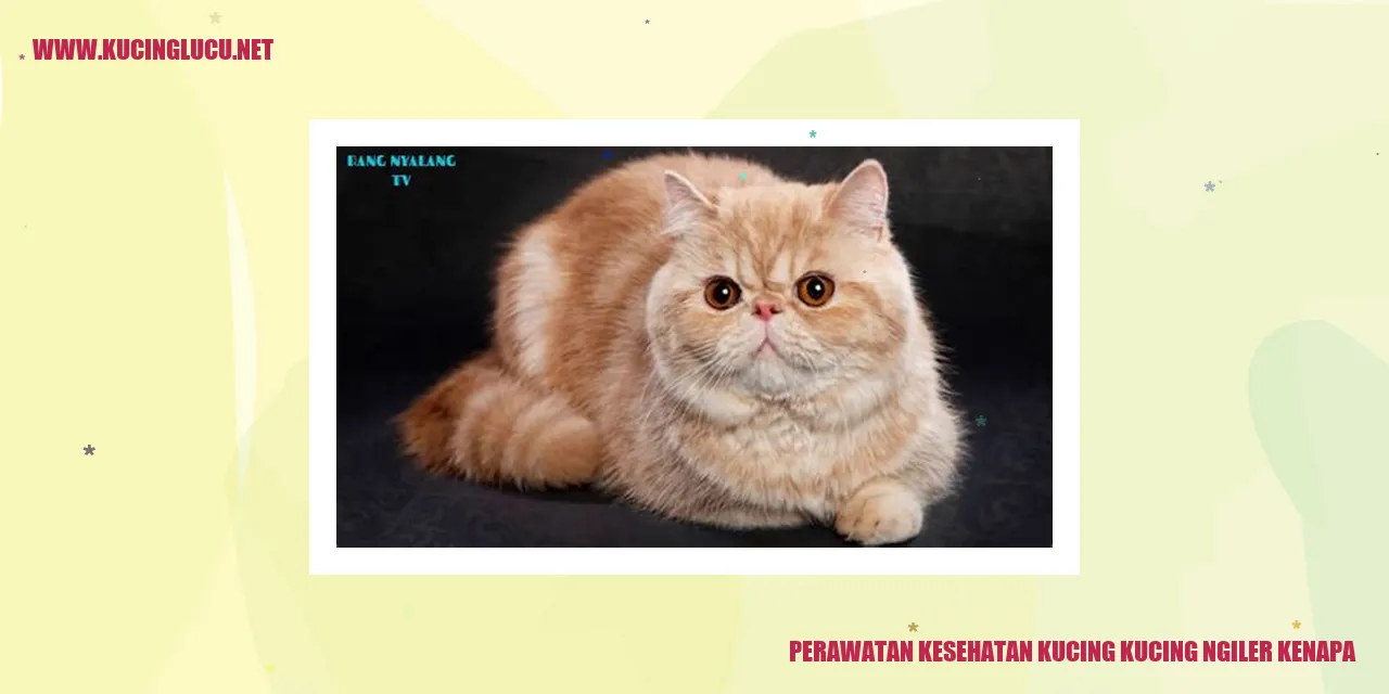 kucing ngiler