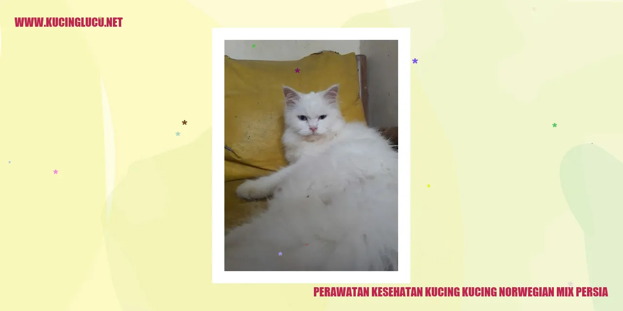 Perawatan Kesehatan Kucing Norwegian Mix Persia