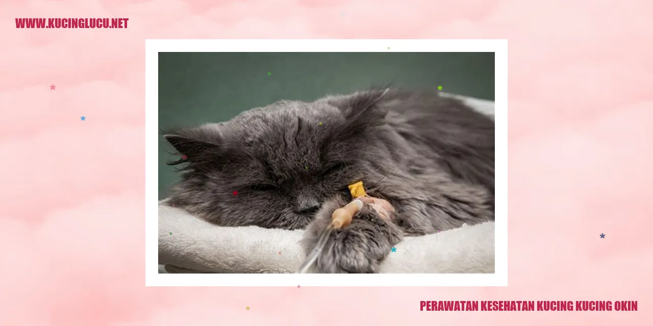 Kucing Okin yang Menggemaskan