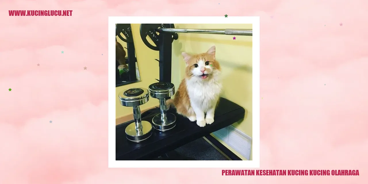 Perawatan Kesehatan Kucing yang Aktif Bergerak
