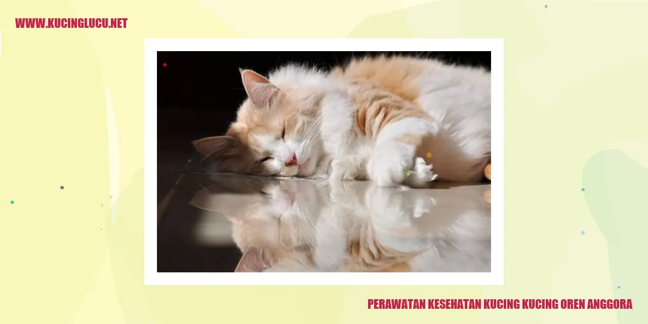 Gambar Kucing Anggora Oren