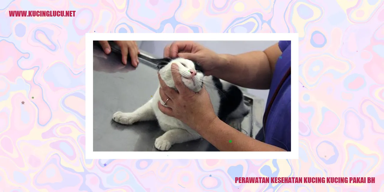 Perawatan Kesehatan Kucing dengan Menggunakan BH