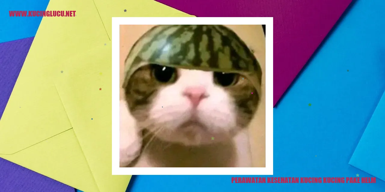Kucing dengan helm