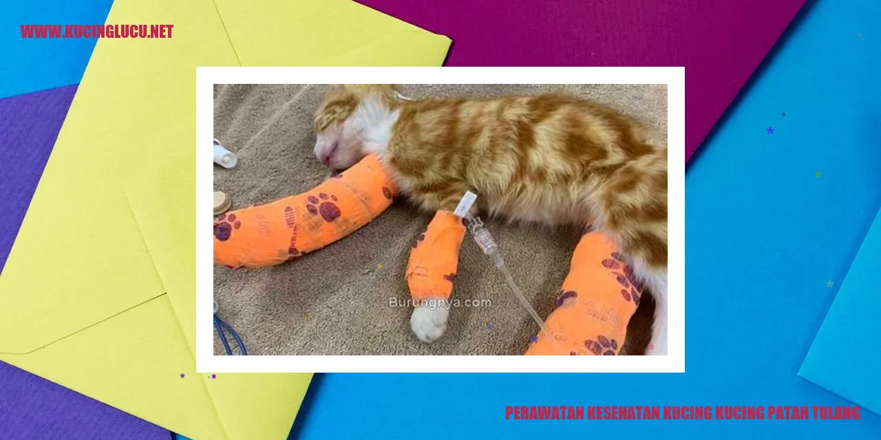gambar kucing yang sedang dalam perawatan karena patah tulang