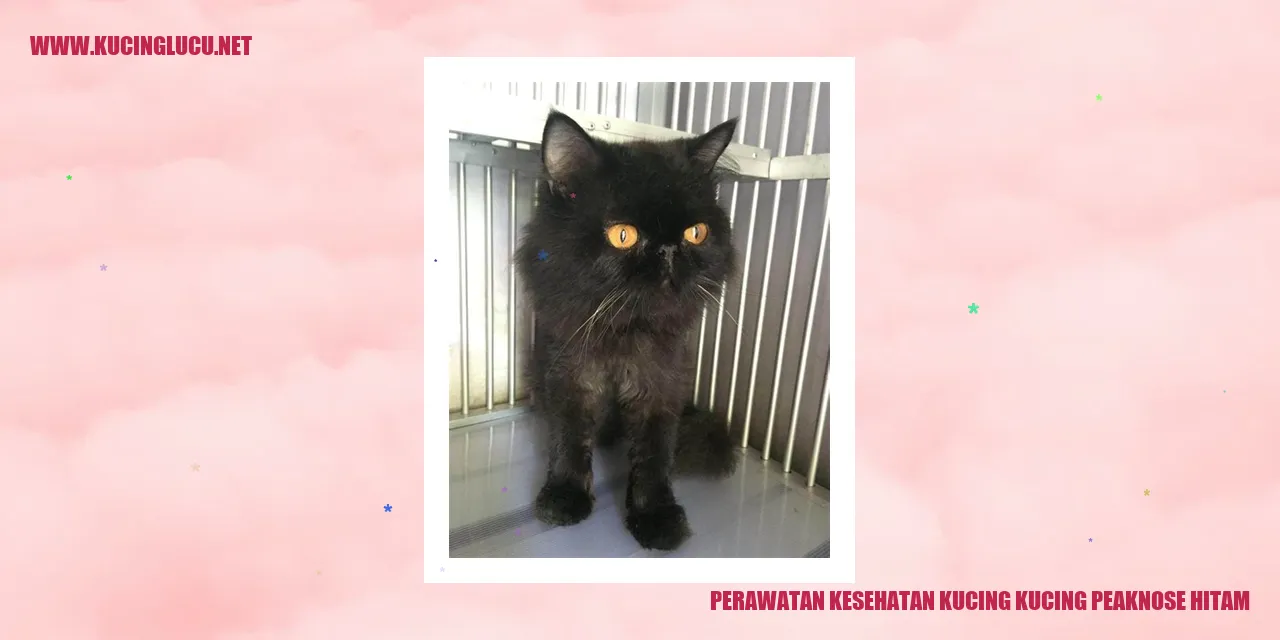 Perawatan Kesehatan Kucing Peeknose Hitam