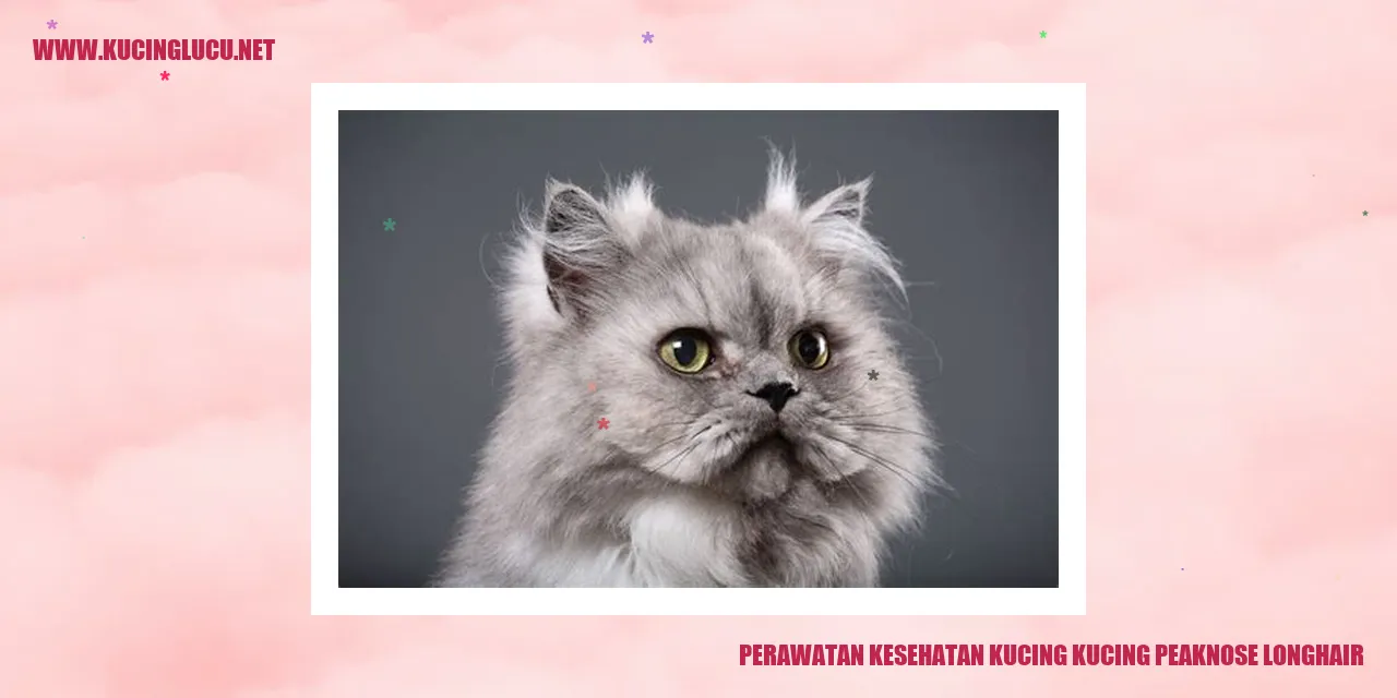 Perawatan Kesehatan Kucing Peaknose Longhair