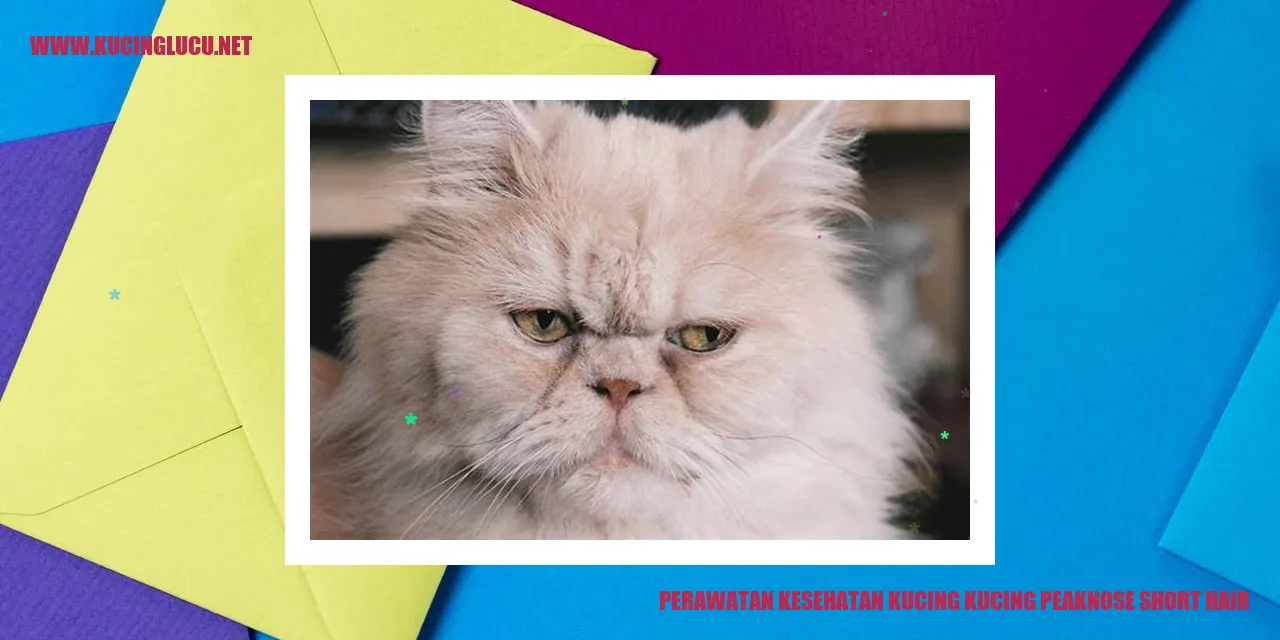 Gambar Kucing Peaknose Short Hair
