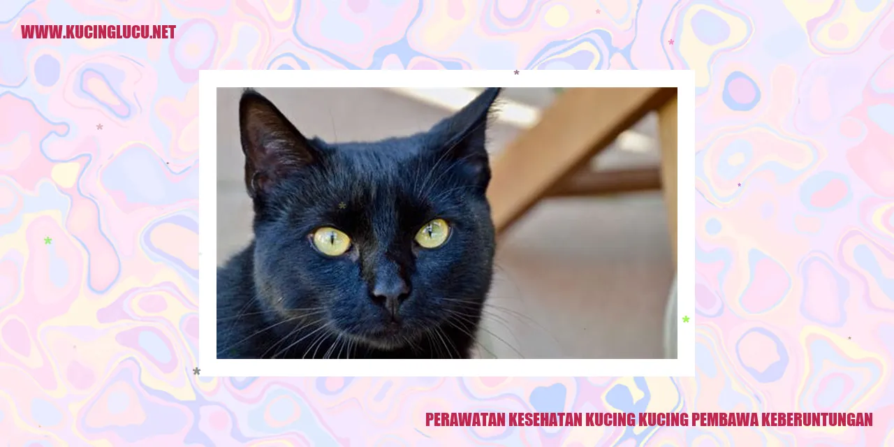 Perawatan Kesehatan Kucing