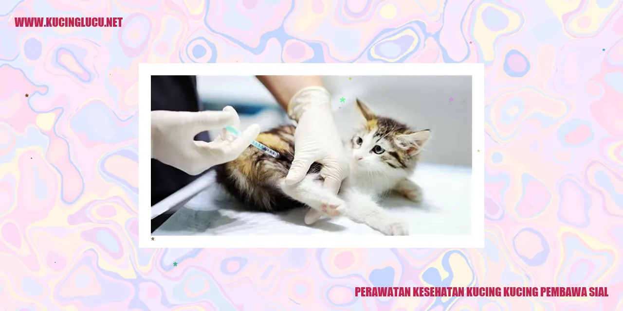 Gambar kucing sehat