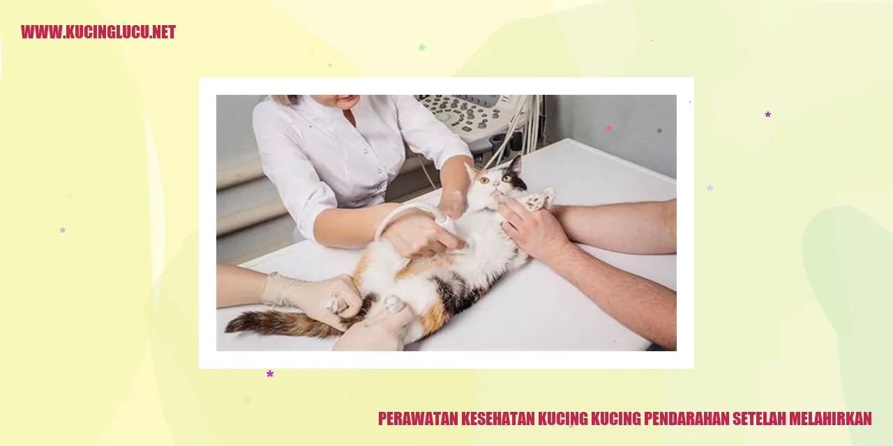Perawatan Kesehatan Kucing kucing pendarahan setelah melahirkan
