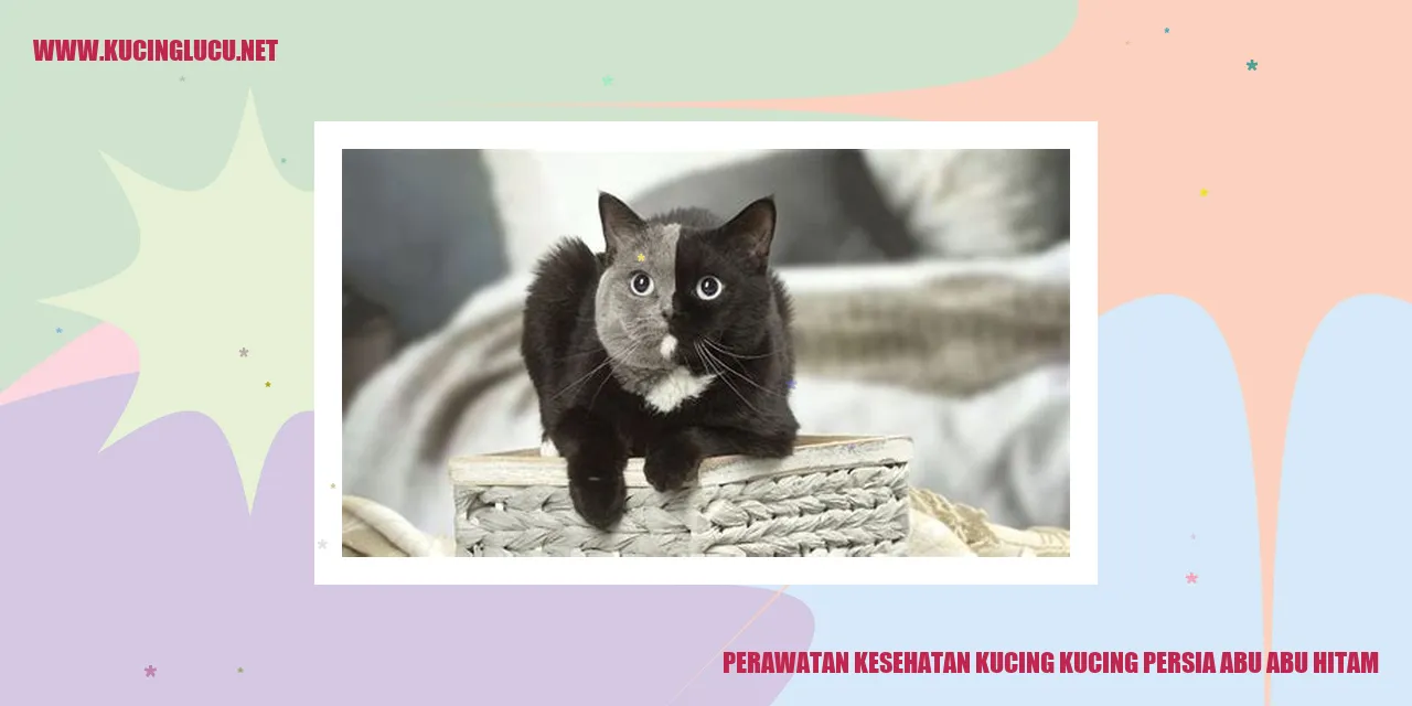 Kucing Persia Abu-abu Hitam