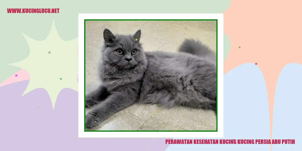 Kucing Persia Abu Putih