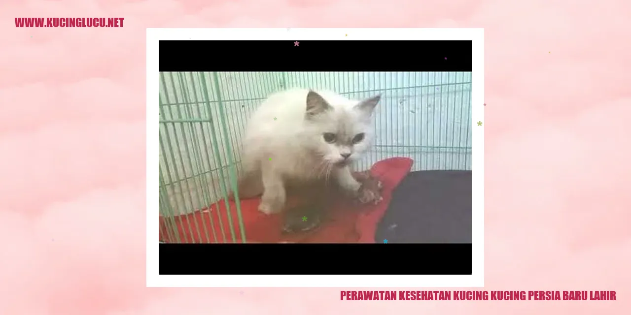 Kucing Persia yang Baru Lahir
