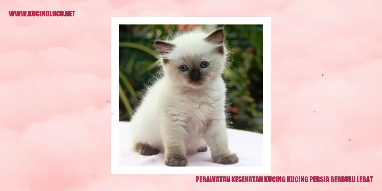 Kucing Persia Berbulu Lebat