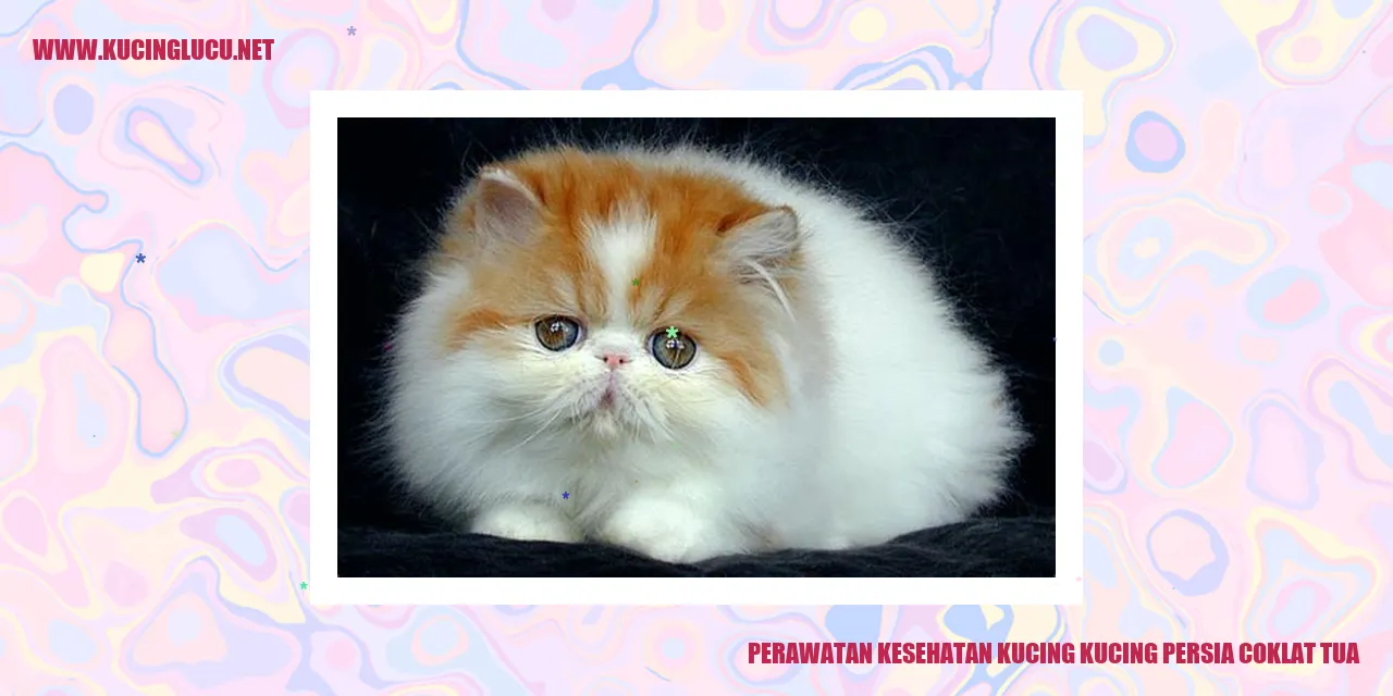 Kucing Persia Coklat Tua yang Menawan