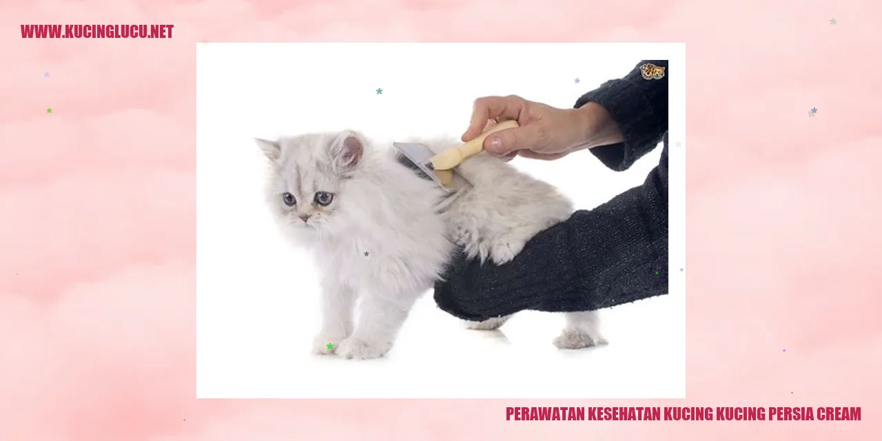 Gambar kucing persia cream