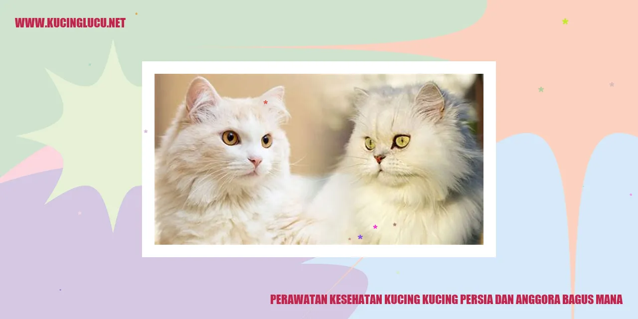 Gambar Kucing Persia dan Anggora
